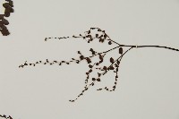 扇葉鐵線蕨藏品圖，第5張