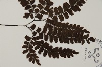 扇葉鐵線蕨藏品圖，第3張