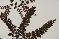 扇葉鐵線蕨藏品圖，第4張