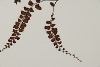 扇葉鐵線蕨藏品圖，第5張