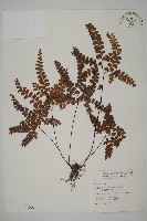 扇葉鐵線蕨藏品圖，第1張