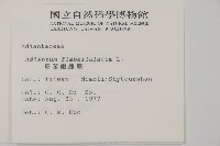 扇葉鐵線蕨藏品圖，第2張