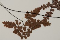 扇葉鐵線蕨藏品圖，第3張