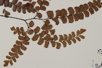 扇葉鐵線蕨藏品圖，第4張