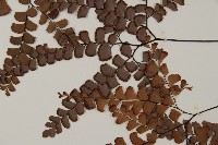 扇葉鐵線蕨藏品圖，第5張