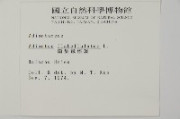 扇葉鐵線蕨藏品圖，第2張