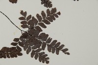 扇葉鐵線蕨藏品圖，第4張