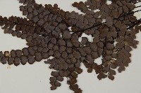 扇葉鐵線蕨藏品圖，第5張