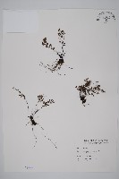 臺灣鐵線蕨藏品圖，第1張