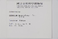 臺灣鐵線蕨藏品圖，第2張