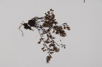 臺灣鐵線蕨藏品圖，第3張