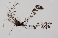 臺灣鐵線蕨藏品圖，第4張