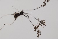 臺灣鐵線蕨藏品圖，第5張