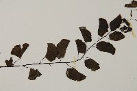 半月形鐵線蕨藏品圖，第3張