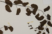 半月形鐵線蕨藏品圖，第4張