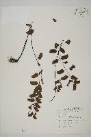 半月形鐵線蕨藏品圖，第1張