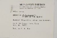 半月形鐵線蕨藏品圖，第2張