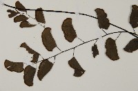 半月形鐵線蕨藏品圖，第3張