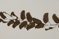 半月形鐵線蕨藏品圖，第4張