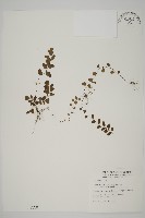 半月形鐵線蕨藏品圖，第1張