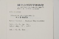 半月形鐵線蕨藏品圖，第2張