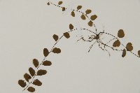 半月形鐵線蕨藏品圖，第3張