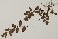 半月形鐵線蕨藏品圖，第4張