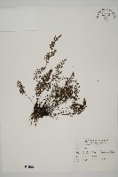 臺灣高山鐵線蕨藏品圖，第1張