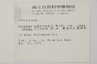 臺灣高山鐵線蕨藏品圖，第2張