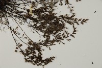 臺灣高山鐵線蕨藏品圖，第3張