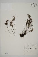 臺灣高山鐵線蕨藏品圖，第1張