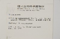 臺灣高山鐵線蕨藏品圖，第2張