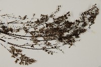 臺灣高山鐵線蕨藏品圖，第3張