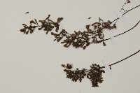 臺灣高山鐵線蕨藏品圖，第4張