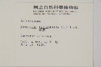 翠蕨藏品圖，第5張