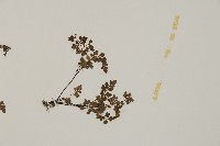 翠蕨藏品圖，第6張