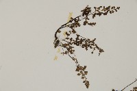 翠蕨藏品圖，第7張