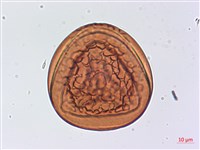 翠蕨藏品圖，第2張