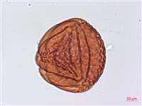 翠蕨藏品圖，第3張