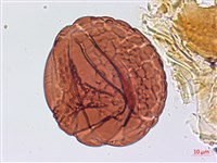 翠蕨藏品圖，第4張