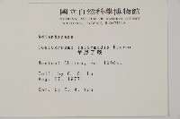 華鳳丫蕨藏品圖，第2張