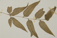 華鳳丫蕨藏品圖，第3張