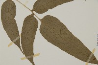 華鳳丫蕨藏品圖，第4張