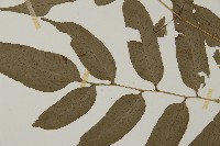 華鳳丫蕨藏品圖，第5張