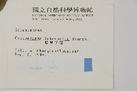 華鳳丫蕨藏品圖，第2張