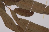 華鳳丫蕨藏品圖，第3張