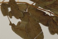 華鳳丫蕨藏品圖，第5張