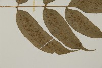 華鳳丫蕨藏品圖，第3張