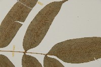 華鳳丫蕨藏品圖，第4張