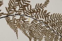 粉葉蕨藏品圖，第4張